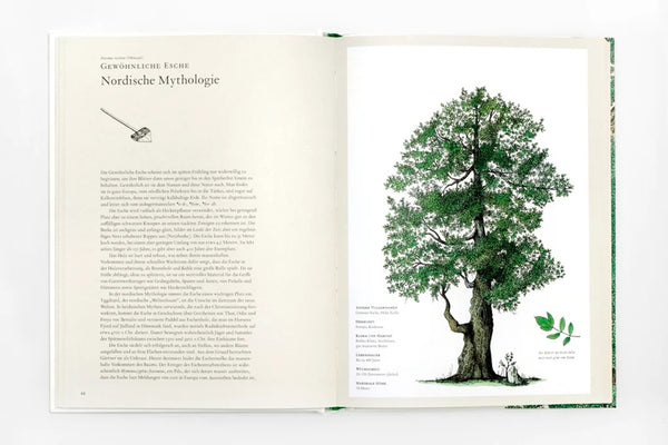 Die Geschichte der Bäume und wie Bäume zu wichtigen religiösen, politischen und kulturellen Symbolen für uns Menschen wurden