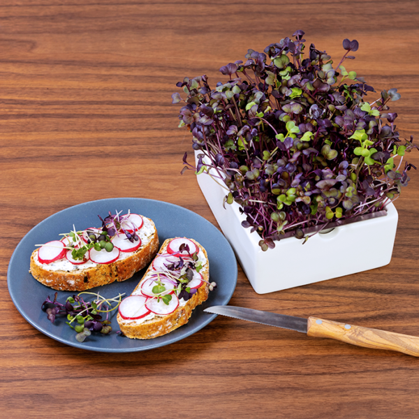 Produktansicht: Keramikschale aus der Radieschen Pflanzen wachsen steht auf Holztisch, daneben zwei Radieschen Brote auf einem Teller